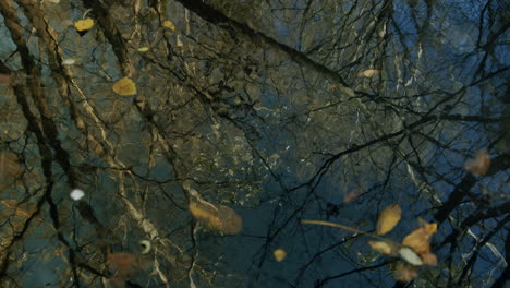Reflexion-Von-Bäumen-In-Schwarzwasserpfütze