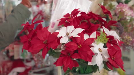 Flores-De-Nochebuena-Rojas-Y-Blancas-Para-Decoraciones-Navideñas-A-La-Venta-En-El-Mercado-De-Tokio,-Japón