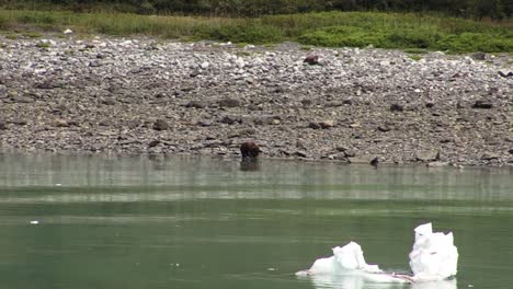 Brown-Bear-in-the-search-of-the-food,-on-the-coastline-of-Alaska