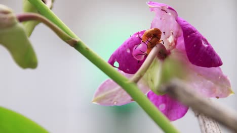 Zwei-Kürbiskäfer-Oder-Aulacophora-Foveicollis-Paaren-Sich-Auf-Einer-Orchideenblüte