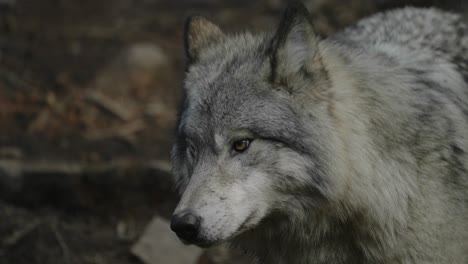 Nahaufnahme-Des-Grauen-Wolfs,-Der-Die-Nase-Mit-Der-Zunge-Im-Parc-Omega,-Quebec,-Kanada-Leckte