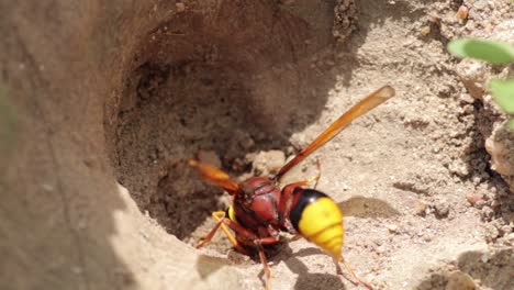 Mud-Dauber-Wasp-gathering-mud-for-building-nest,-close-up-macro-from-behind-the-yellow-and-brown-bug-slow-motion-clip,-collect-dirt-and-rolls-like-a-ball,-and-carrying-back-to-the-nest
