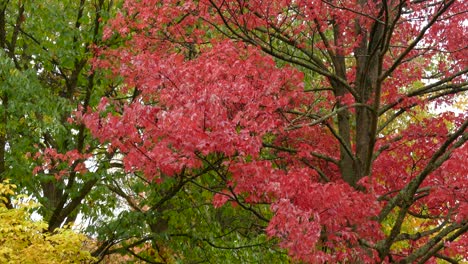 Leuchtend-Rote-Herbstblätter-Auf-Einem-Kanadischen-Rotahorn,-Umgeben-Von-Wunderschönen-Herbstfarben