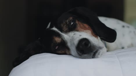 Großer-Hund,-Der-Auf-Bett-Schläft