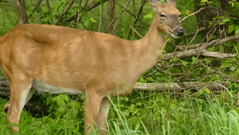 A-white-tail-deer-in-the-clearing-of-the-woods-chewing-on-leafy-tall-green-grass