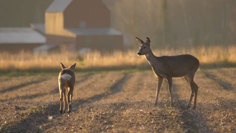 A-Roe-deer-and-a-white-tailed-deer-joyfully-walking-on-a-field-of-deer-farm---long-medium-shot