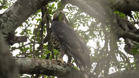 perched-on-tree,-Crowned-eagle-is-alert-and-looking-around