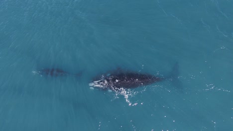 Whales-mother-and-calf-swimming-peacefully-in-shallow-clear-water---aerial-top-view-zoom-out