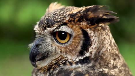 Close-up-of-the-face-of-a-Great-Horned-Owl