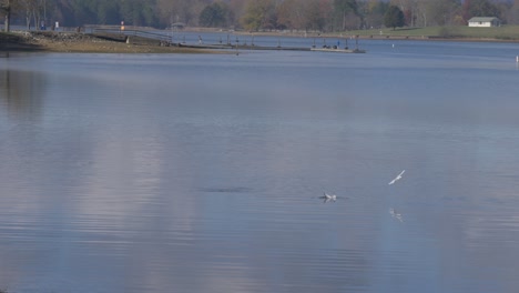seagulls-flying-into-water-on-lake-slow-motion