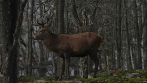 Red-Deer-In-Forest-At-Parc-Omega,-Quebec---full-shot,-side-view