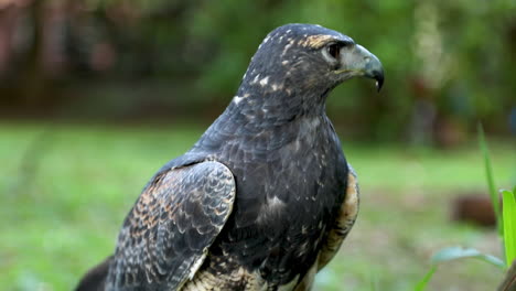 The-black-chested-buzzard-eagle