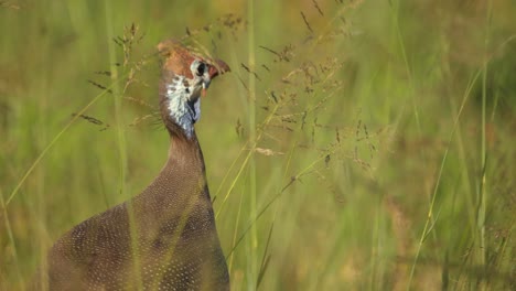 Close-Up-of-Helmeted-Guineafowl,-Numida-Meleagris,-Pecking-Wild-Grass