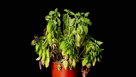 Green-Basil-plant-dries-out-in-plant-in-pot-in-front-of-black-background