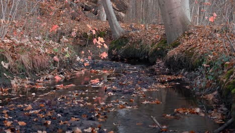 Waldfluss-Im-Herbst