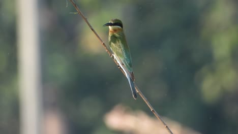 Bee-eater-in-pond-area-waiting-for-pray-