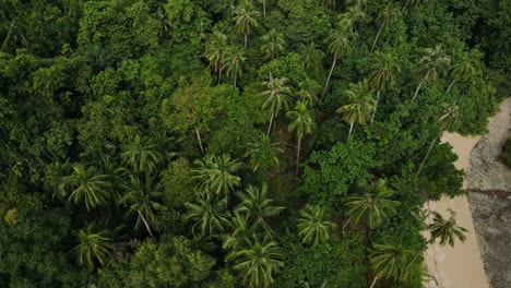 Aerial-view-above-tropical-travel-destination-palm-tree-woodland-island-wilderness