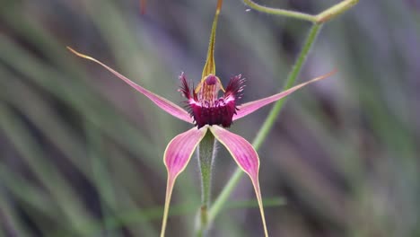 Nahaufnahme-Der-Rosa-Spinnenorchidee,-Die-Sich-Im-Wind-Wiegt