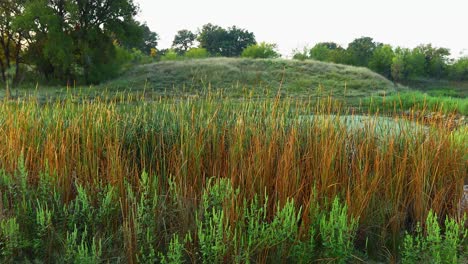 Reeds-and-plants-in-front-of-a-pond-and-hill-with-trees