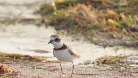 Regenpfeifer-Küstenvogel,-Der-Am-Strand-Entlang-Sand-Läuft,-Während-Sich-Die-Welle-In-Zeitlupe-Nähert