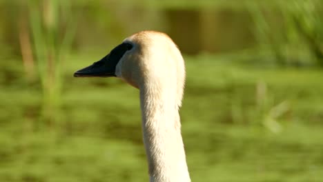Trumpeter-Swan-raising-head-into-shot-with-gorgeous-green-surroundings