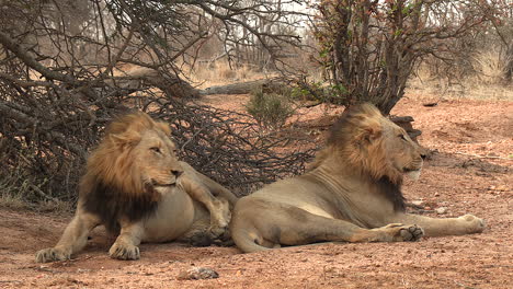 Lion-brothers-wake-from-a-nap-and-start-to-get-on-the-move