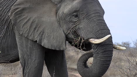 Close-view-of-elephant-bull-feeding-on-thorny-branches-in-South-Africa