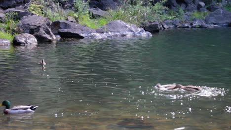 Vier-Enten-Schwimmen-Und-Kämpfen-In-Einem-Kleinen-Seichten-Teich-In-Whangarei,-Neuseeland
