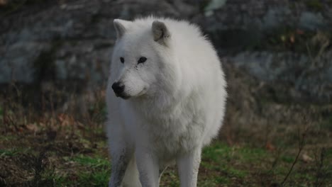 Arctic-Wolf-Standing-And-Looking-Around-In-Parc-Omega,-Quebec,-Canada