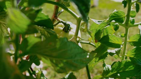 Tomates-Verdes-Sin-Madurar-Que-Crecen-Afuera