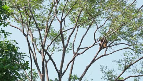 Lar-Gibbon,-Hylobates-lar,-Female