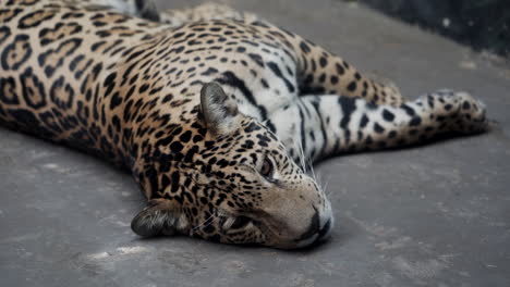 Beautiful-young-jaguar-resting-on-the-concrete-slab-in-a-Granby-Zoo,-Quebec,-Canada