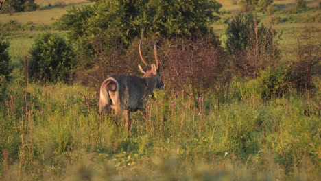 Waterbuck-Walking-in-Grass,-Golden-Hour-at-Rietvlei-Nature-Reserve,-South-Africa