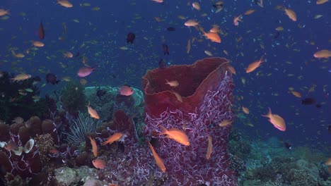 Underwater-reef-scene-of-colorful-coral-reef-with-big-sponge-and-reef-fishes