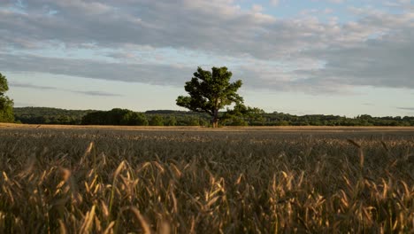Calm-summer-time-lapse-video-of-cornfield-and-tree-in-the-middle-of-the-field