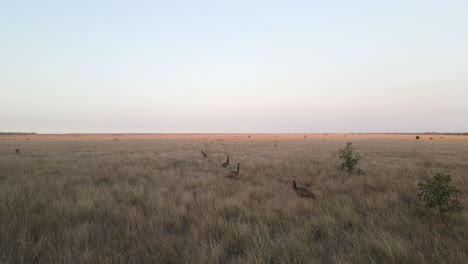 A-group-of-Emus-wander-through-a-dry-Australian-outback-landscape-in-the-summer-afternoon-sun
