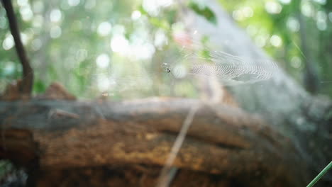 Spider-Web-With-Spider-On-Tree-In-The-Forest