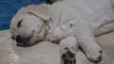Adorable-Cachorro-Golden-Retriever-Durmiendo-En-El-Suelo