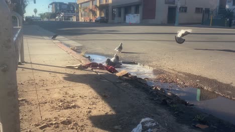 Pigeons-flying-over-to-bath-in-a-dirty-puddle-in-San-Diego-as-the-shadow-of-a-pedestrian-passes