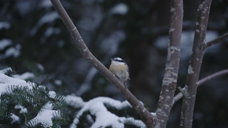 Eurasian-Nuthatch-Sitting-On-Tree-Branch-In-Winter-Looking-Around-And-Flies-Away---wide-shot