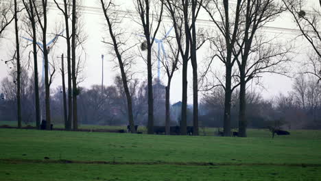 Black-Angus-cattle-herd-sitting-in-countryside-field,-with-wind-turbines-behind