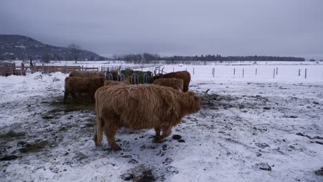 Highland-cattle-eating-in-winter-weather