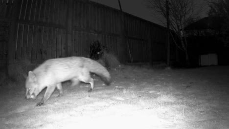 Night-vision-shot-of-an-urban-fox-picking-up-food-in-its-mouth-and-walking-out-of-shot