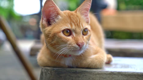 Nahaufnahme-Niedliche-Orange-Babykatze