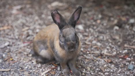 Japan's-Rabbit-Island,-Close-up-shot-of-cute-Feral-Rabbit