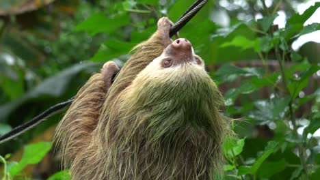 An-adorable-sloth-,-resting-on-a-rope,-upside-down,-while-it's-raining