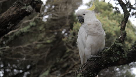 SLOW-MOTION-Sulphur-Crested-Cockatoo-Sitting-On-Branch-Of-Moonah-Tree