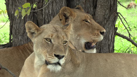 Close-up-of-lionesses-resting-under-a-tree