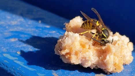 A-common-yellowjacket-gorging-on-a-small-bit-of-food-as-a-person-repositions-the-insect,-Vespula-maculifrons