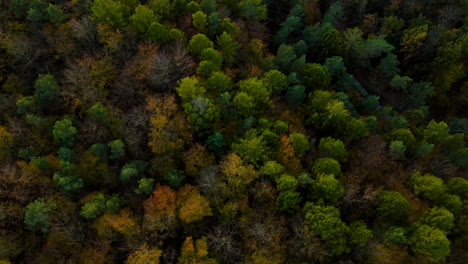 Aerial-top-down-drone-flight-over-colorful-dark-autumn-forest-tree-canopy